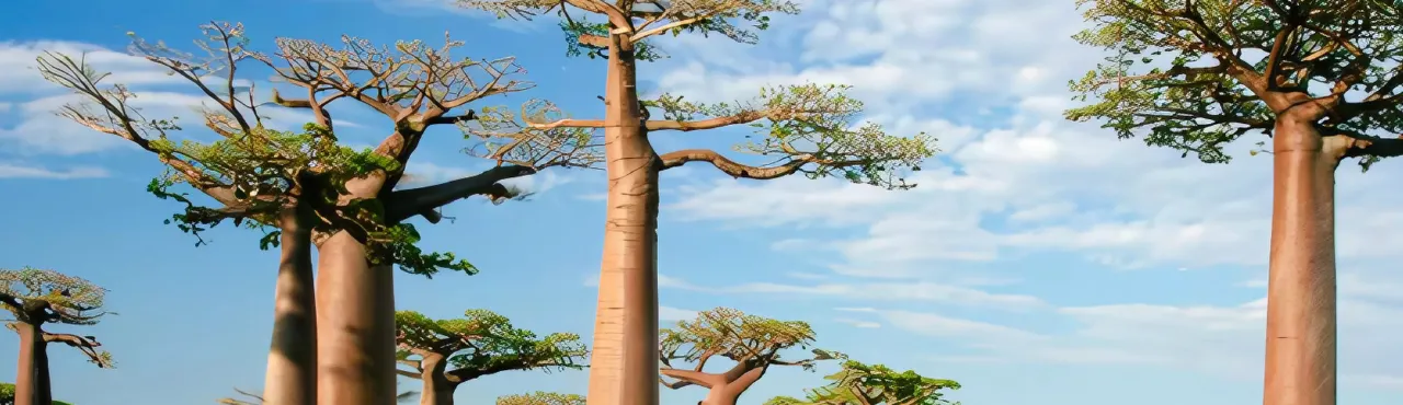 Madagascar esim plans