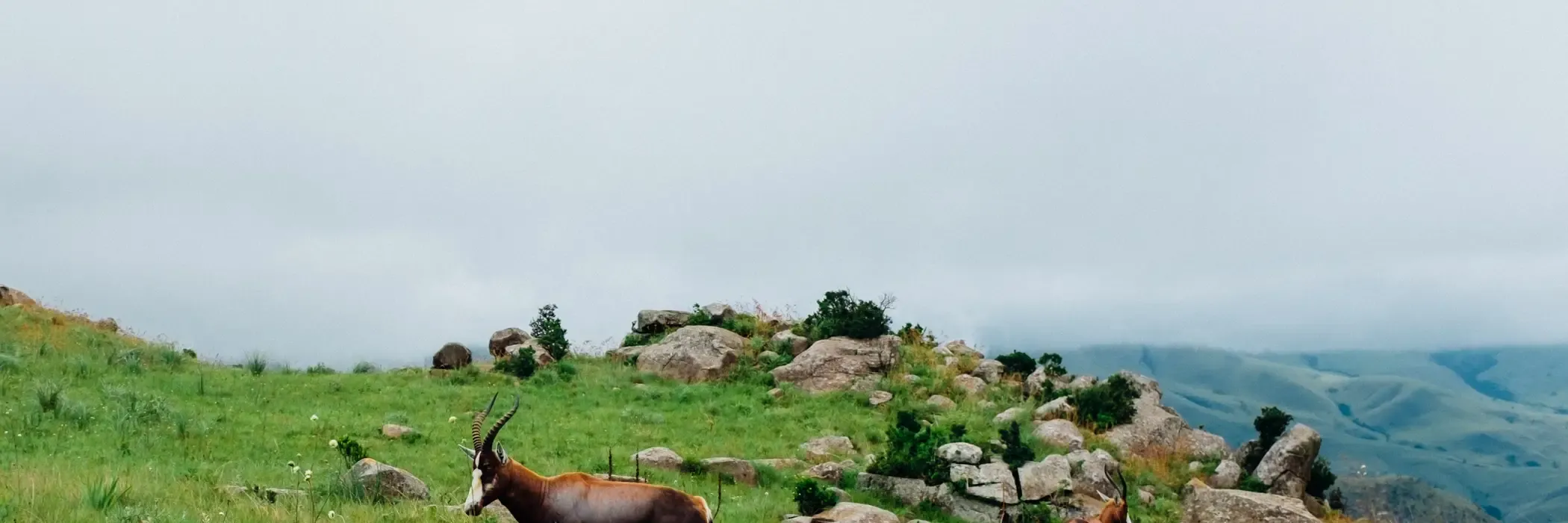 Eswatini esim plans