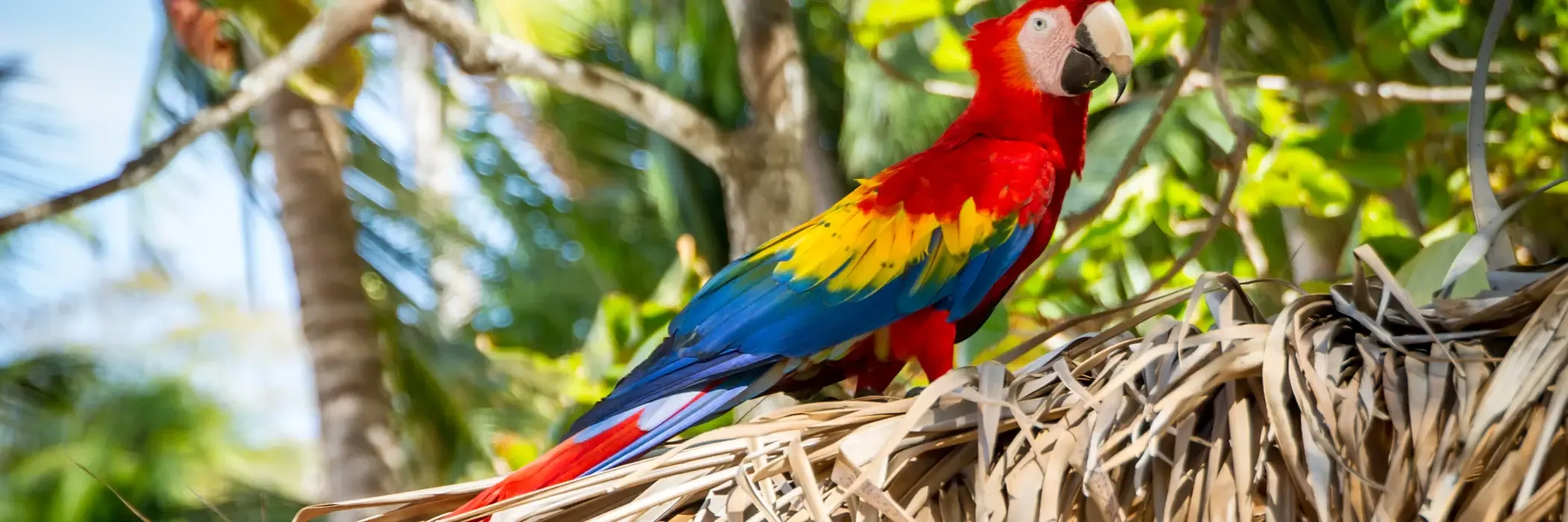 Costa-Rica esim plans